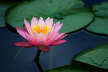 Vlies Fototapete Lotus Blume Seerosenblätter und Lotusblume