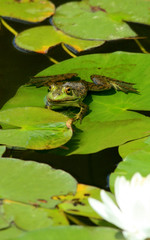 bullfrog and lily pads © Stephanie Connell