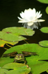 bull frog and lotus flower