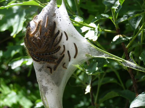 web with hundreds of caterpillars
