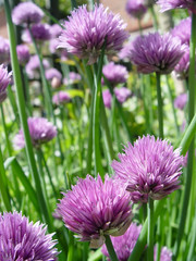 chives i