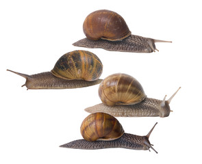 snails