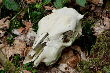 Naklejka premium be or not