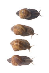 snails