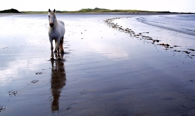 wild pony