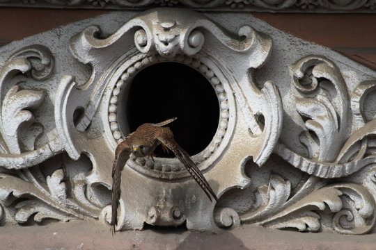 kestrel