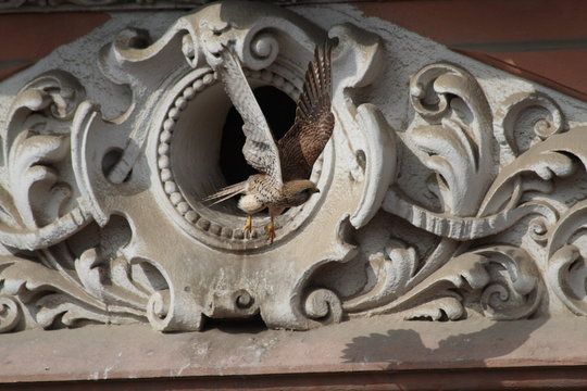kestrel