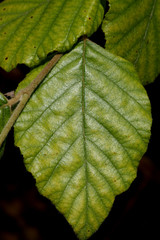 Leaf