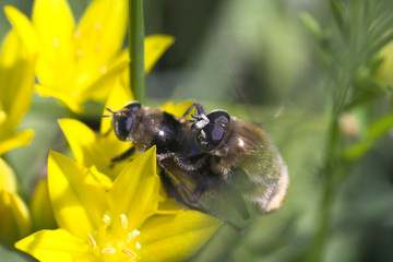 bees on flower