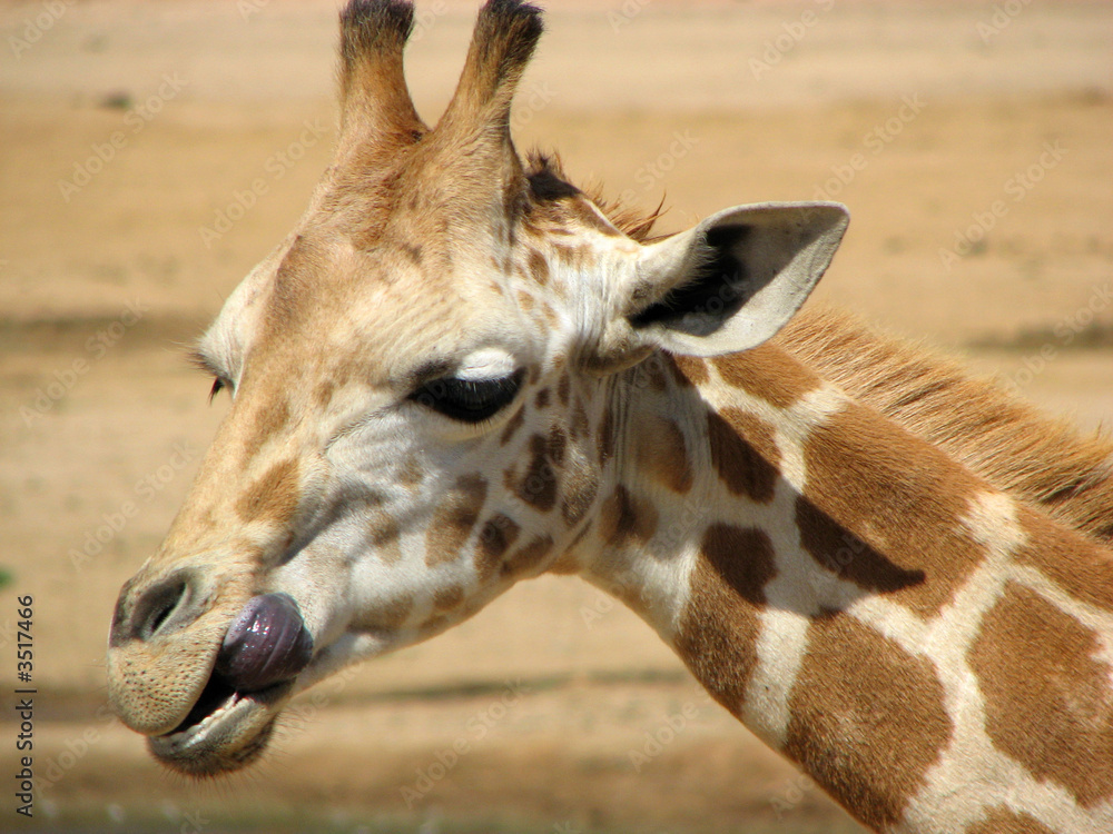 Poster licking giraffe