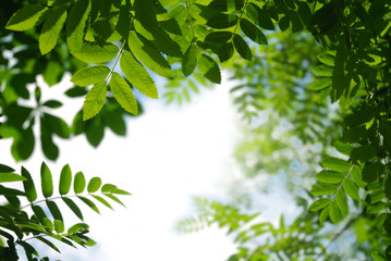 sfondo verde