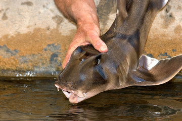 Fototapeta premium small port jackson shark
