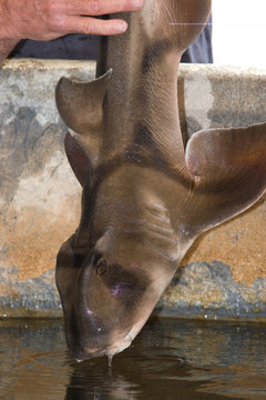 Small Port Jackson Shark