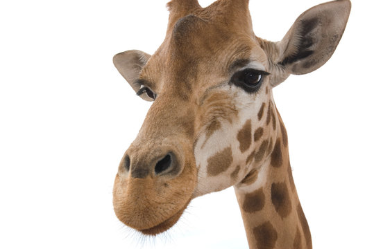 closeup giraffe on white