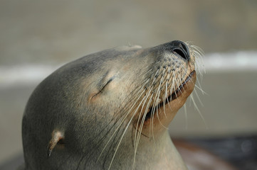 seal nap