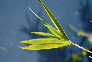 Obraz premium green bamboo leafs