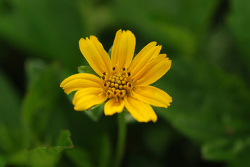 yellow  flowers 