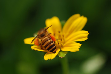 bee and  flowers 