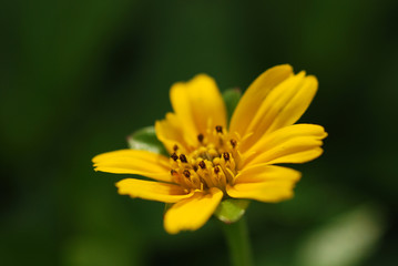 yellow  flowers 