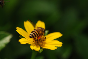 bee and flowers 