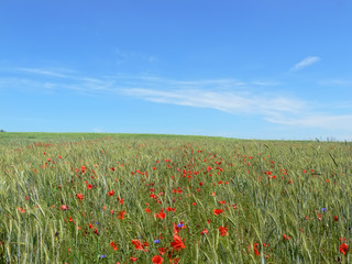  Landscape - poppy's field