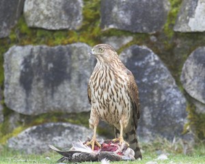 hawk