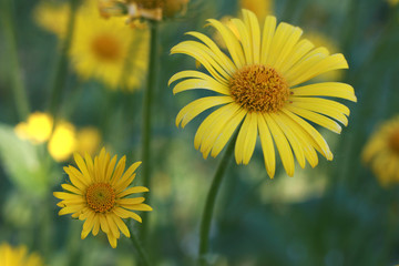 yellow flowers