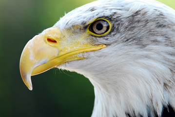 aigle royal 2