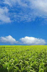 Corn field