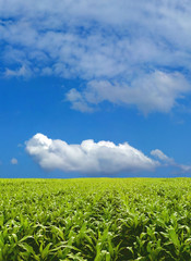 Fototapeta na wymiar Corn field under blue sky