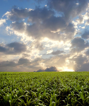 Corn field during stormy day