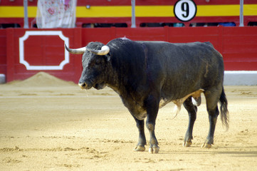 toro-57