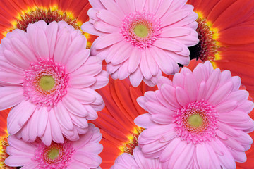 flower background