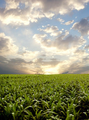 Corn field during stormy day