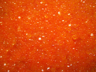 red salty roe