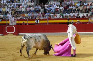 torero-67
