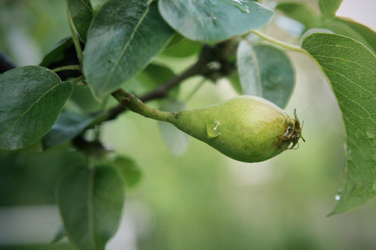 Unripe Pear