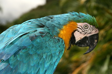 guacamaya azul