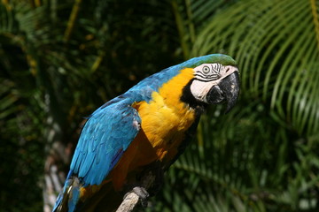 guacamaya