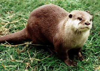 otter