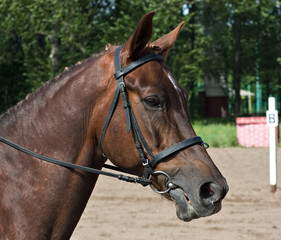Dressage horse ready to compete