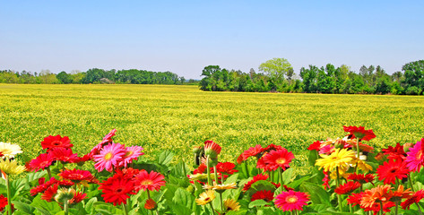 colorful flower field