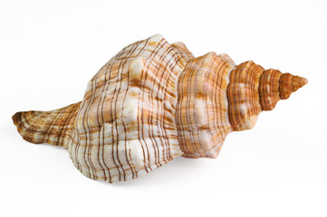close-up of sea shell isolated on white - image01.
