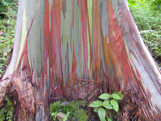 tree Rainbow Bark Eucalyptus