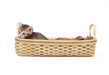 Fototapeta na wymiar striped kitten in a basket