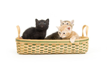 Fototapeta na wymiar three kittens in a basket