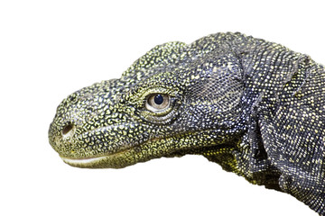Crocodile Monitor