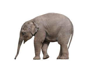 Fototapeta na wymiar Baby elephant