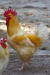 yellow rooster