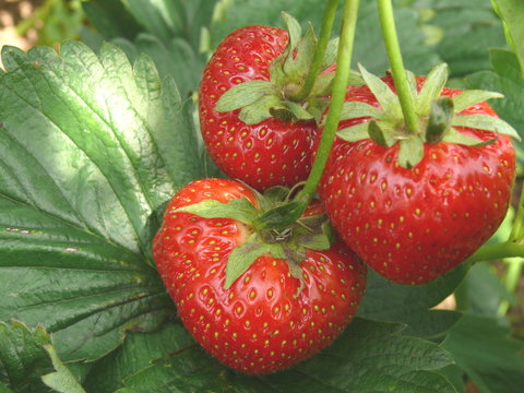 erdbeere